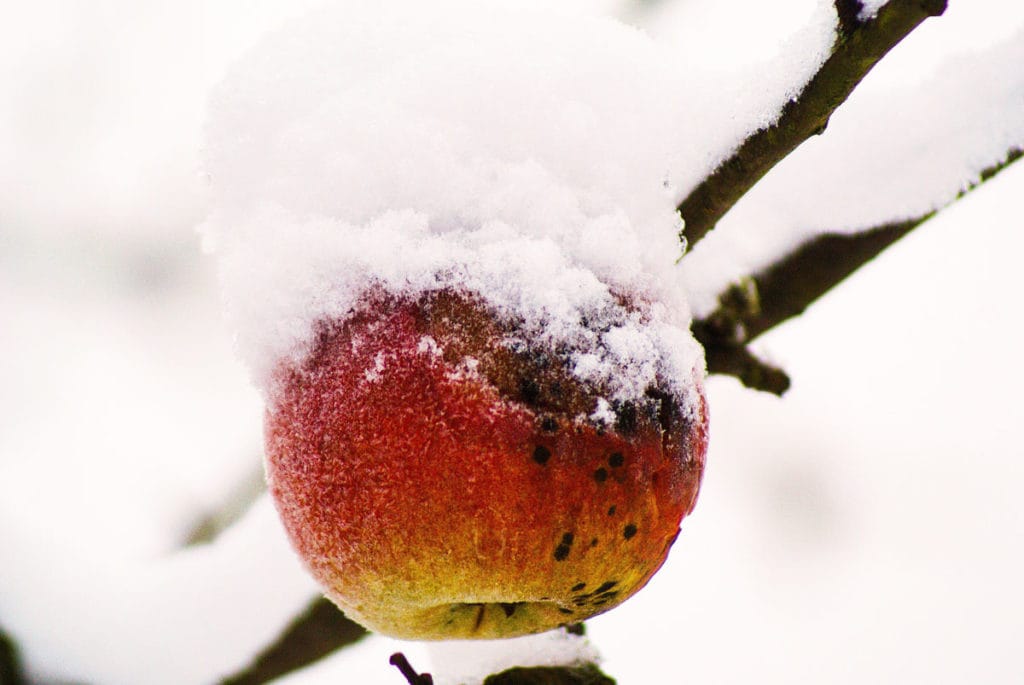Vinteräpple